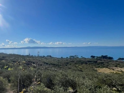 Poljoprivredno zemljište - maslinik s 50 maslina (Podgora)